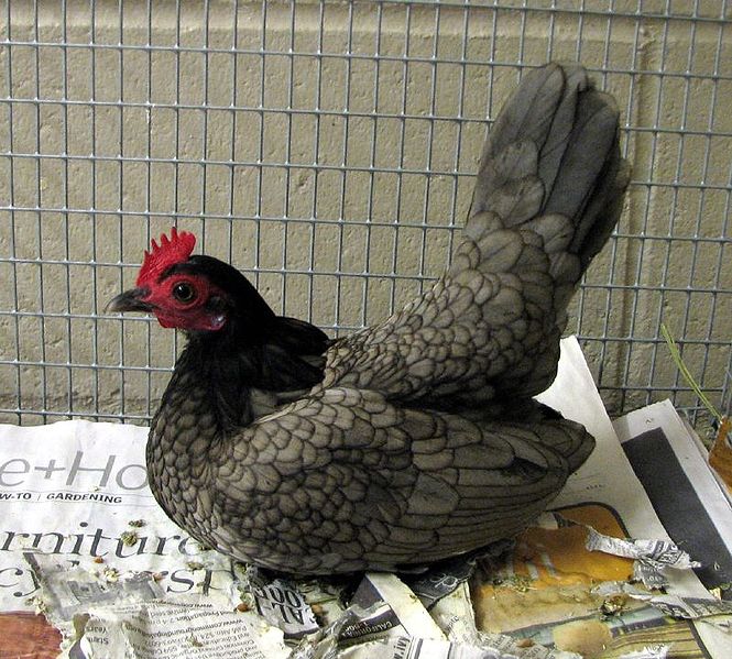 https://commons.wikimedia.org/wiki/File:Bantam_Hen.jpg https://commons.wikimedia.org/wiki/File:Bantam_Hen.jpg