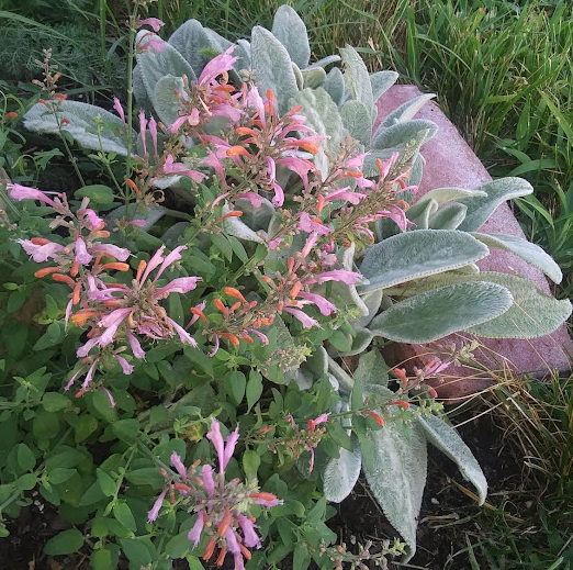 perennial garden