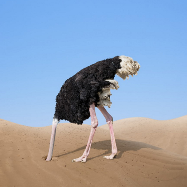 http://strategiesforhealing.com/the-5-most-common-and-seductive-payoffs-for-living-a-stressed-filled-life/ostrich-head-sand/ http://strategiesforhealing.com/the-5-most-common-and-seductive-payoffs-for-living-a-stressed-filled-life/ostrich-head-sand/