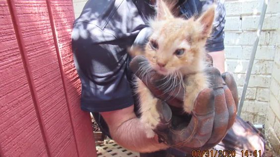 Wall E the female cat rescued by animal medical technicians last month Wall E the female cat rescued by animal medical technicians last month