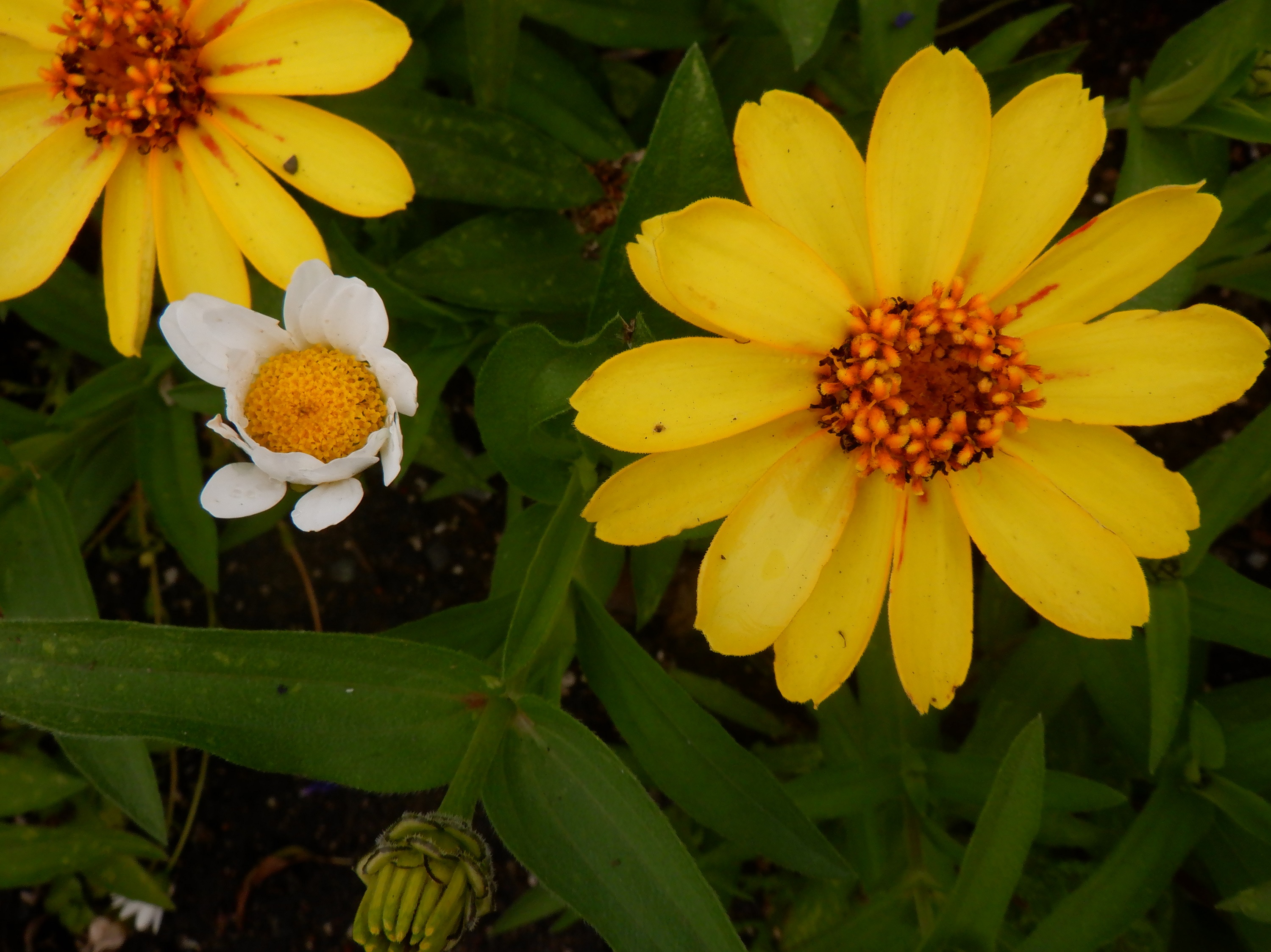 Photo taken by me 8-13-1 Photo taken by me 8-13-1