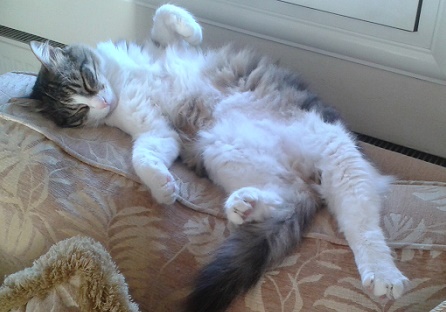Lucy sleeps mostly on her back when the weather is hot. It is cooler that way. Lucy sleeps mostly on her back when the weather is hot. It is cooler that way.