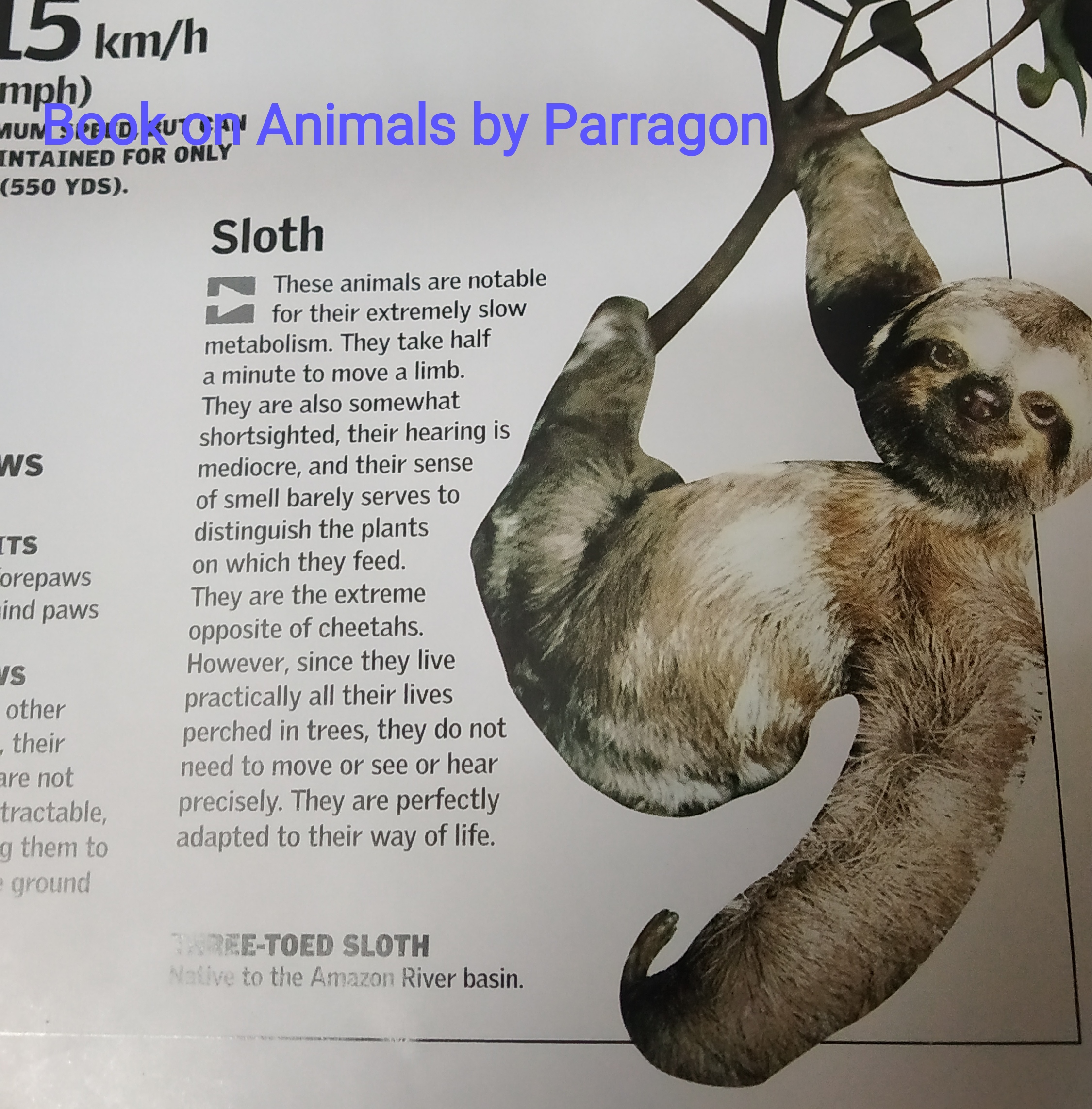 Sloth Sloth