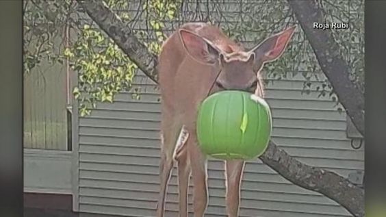 A deer with a bucket on his head in Pennsylvania