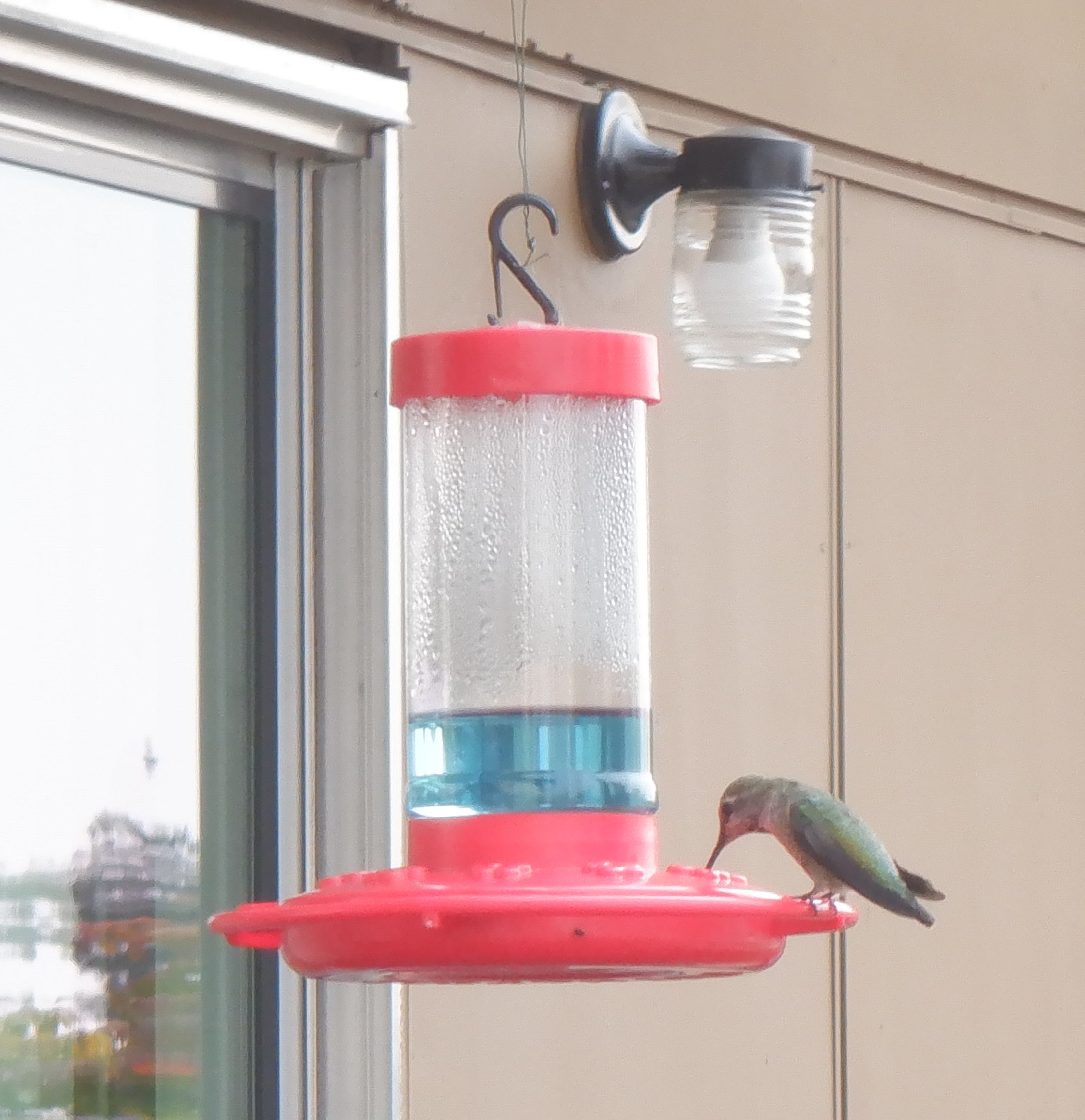 Photo I caught of hummingbird at feeder Photo I caught of hummingbird at feeder
