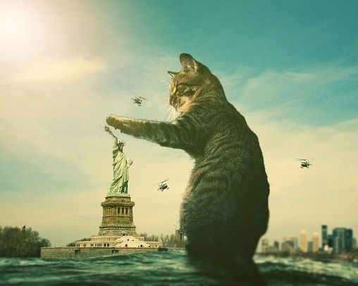 The left paw has it? The left paw has it?
