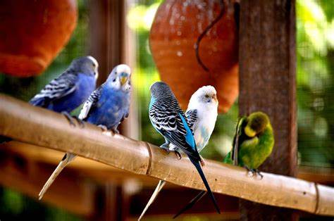 https://commons.wikimedia.org/wiki/File:Love_birds_at_jamun_khadi.jpg https://commons.wikimedia.org/wiki/File:Love_birds_at_jamun_khadi.jpg