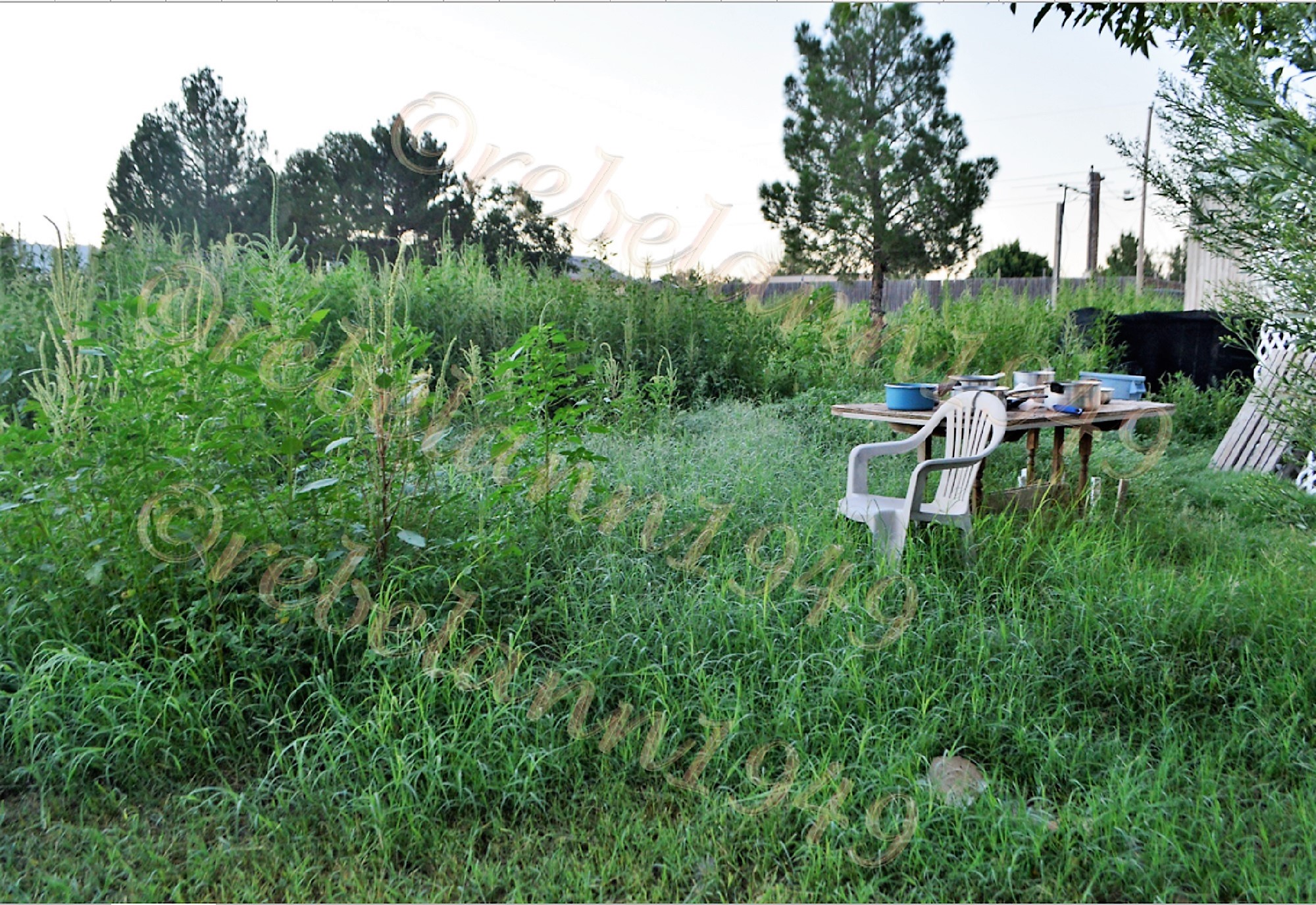 This is a shot of what I am facing now that the rains have stopped, it&#039;s a jungle out there