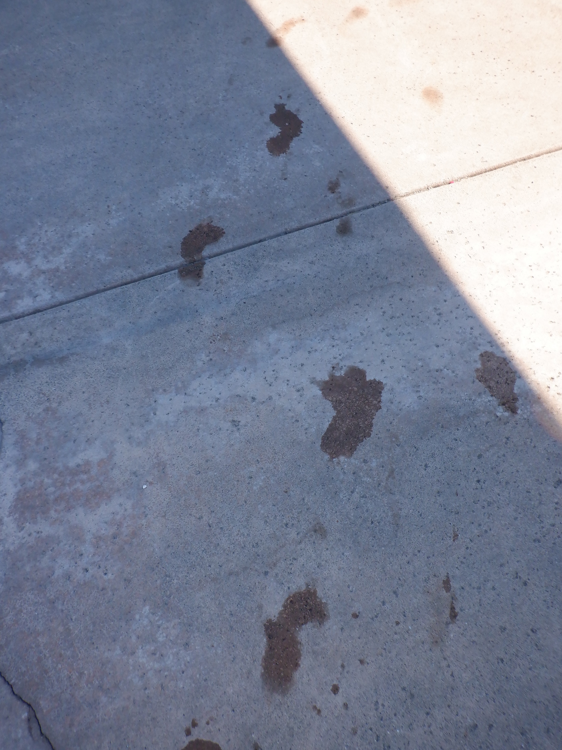 my wet footprints at the pool this morning my wet footprints at the pool this morning