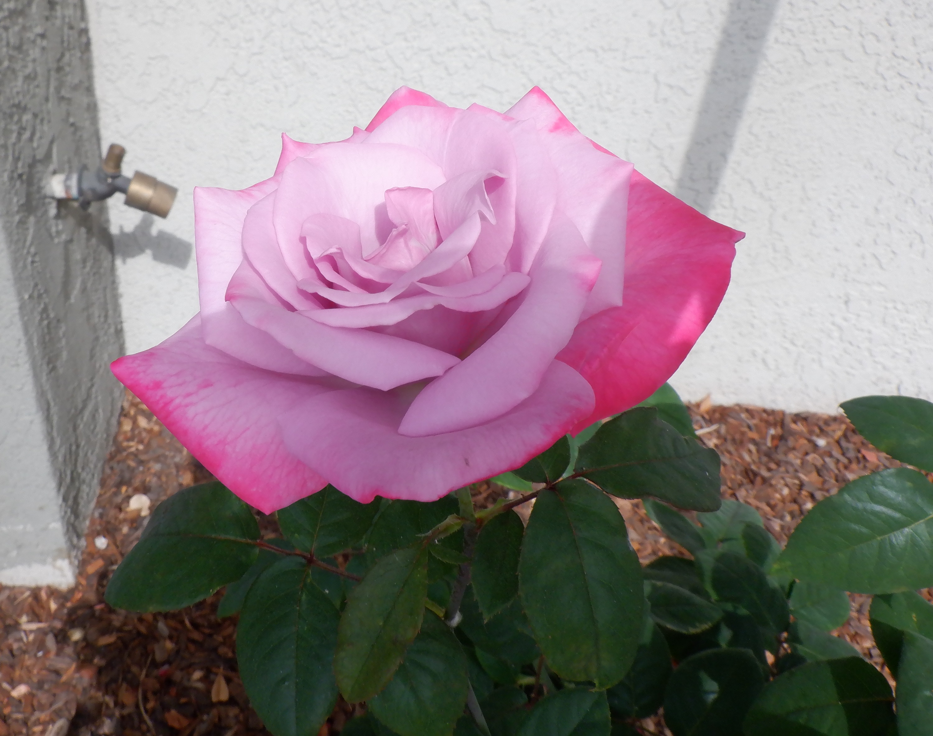 Photo taken by my 8-30-21