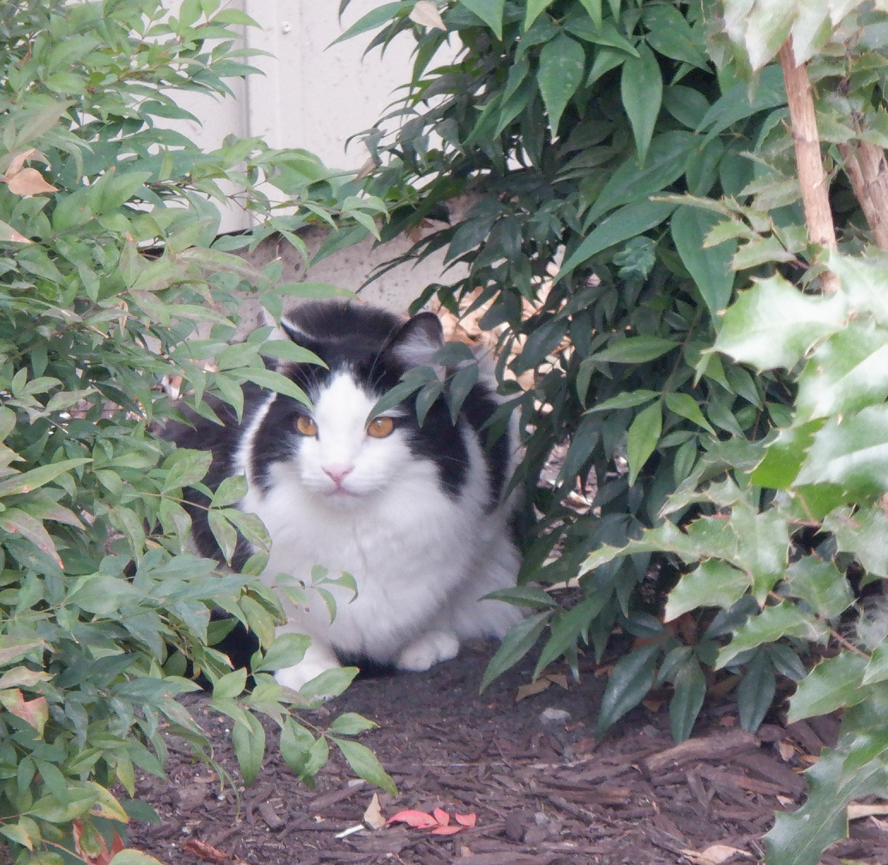 P.J., one of the apartment complex cats P.J., one of the apartment complex cats