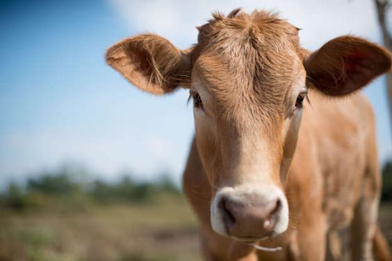 A calf sighting on Thursday in Marshfield Wisconsin at a McDonald's A calf sighting on Thursday in Marshfield Wisconsin at a McDonald's