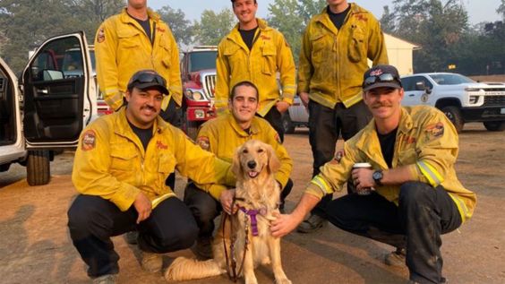 Therapy dog Kerith visiting firefighters in the Caldor Fire base camp Therapy dog Kerith visiting firefighters in the Caldor Fire base camp