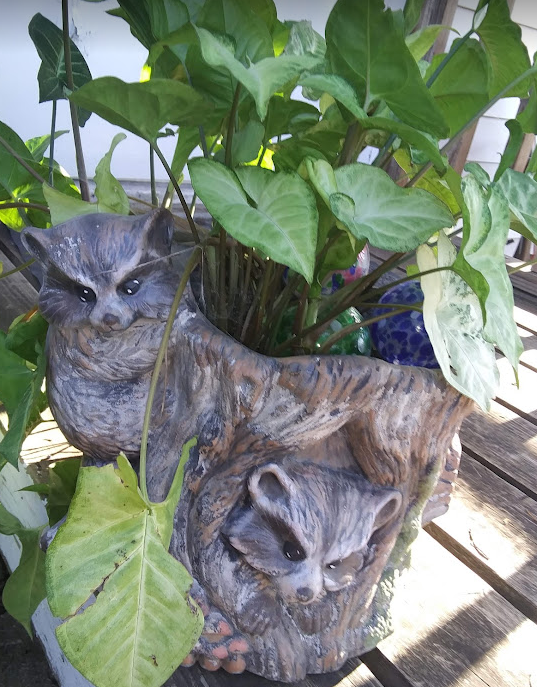 my pot, my plant