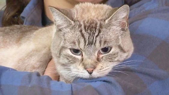 Jade the cat who survived a flood in Tennessee Jade the cat who survived a flood in Tennessee