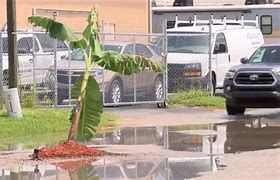 A banana tree covers a pothole in Fort Myers Florida 
