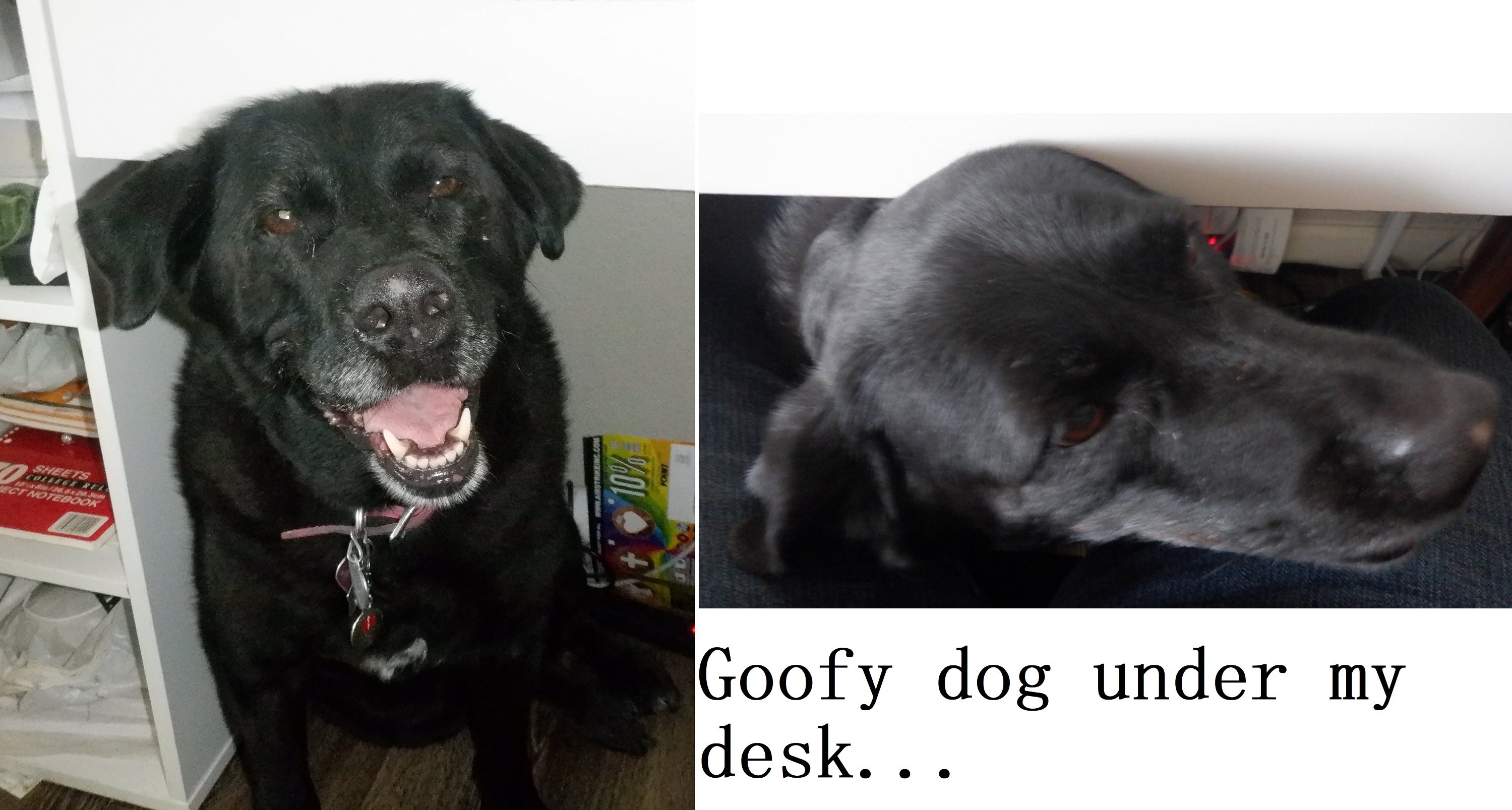 Photos I took of my dog under my desk and put together on Microsoft Paint Photos I took of my dog under my desk and put together on Microsoft Paint