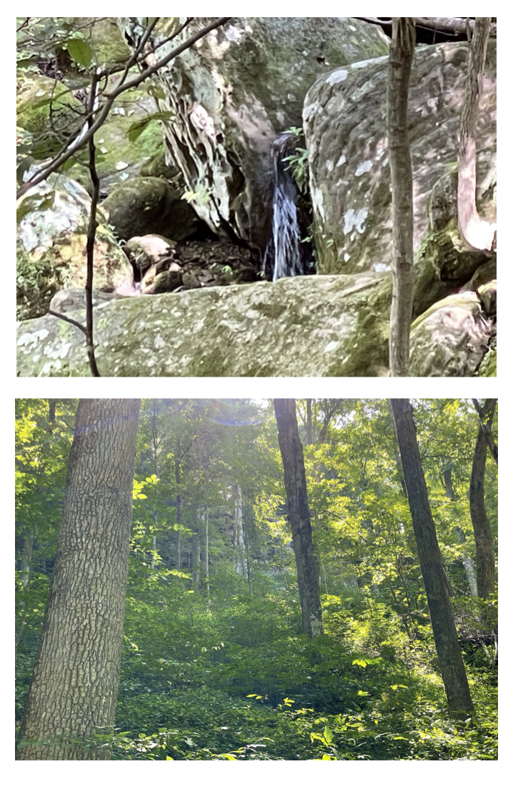 Part of the falls, and the beauty of the forest.  Photos taken by and the property of FourWalls.