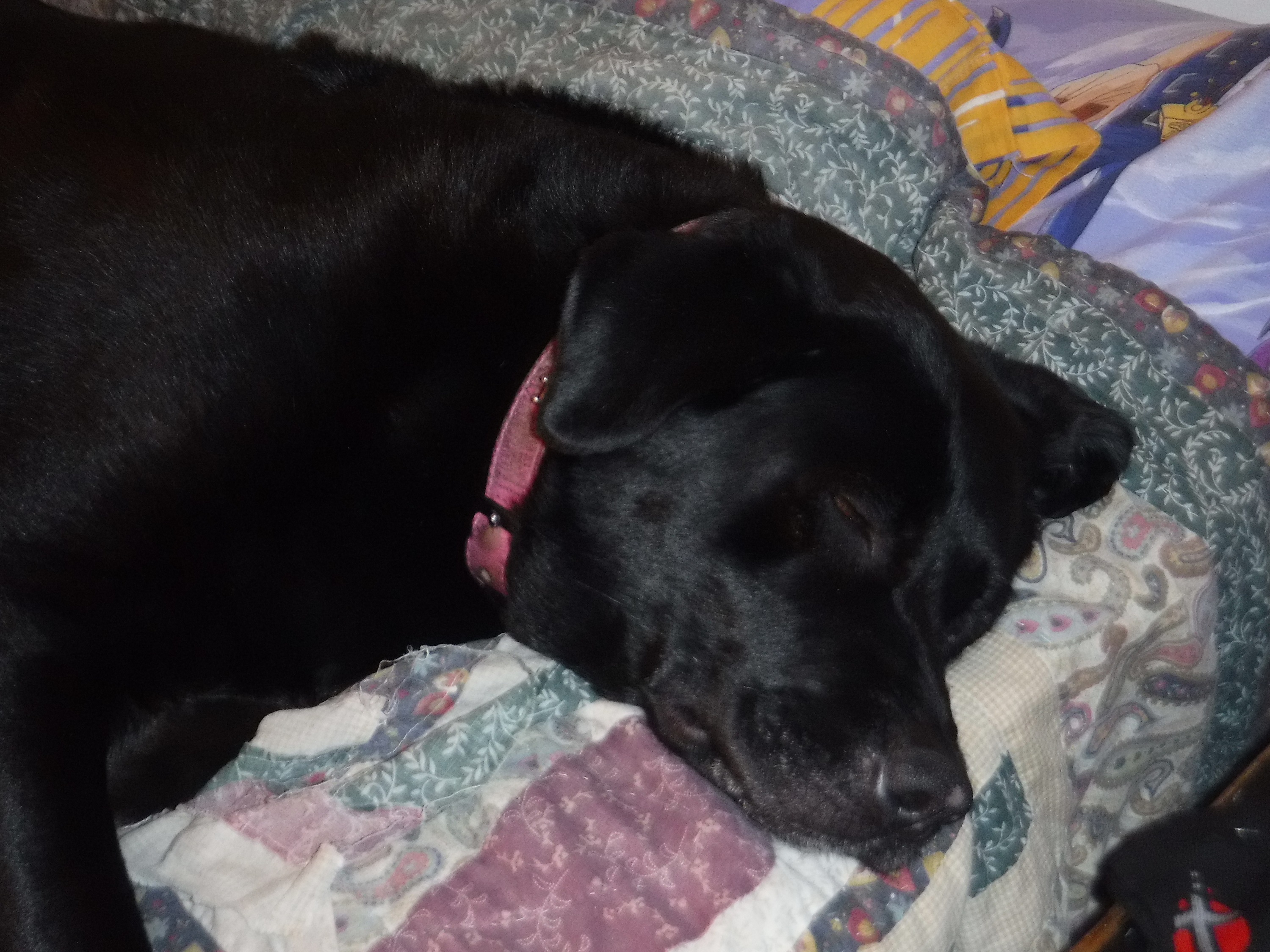Photo I took of Angel on my bed at the house Photo I took of Angel on my bed at the house
