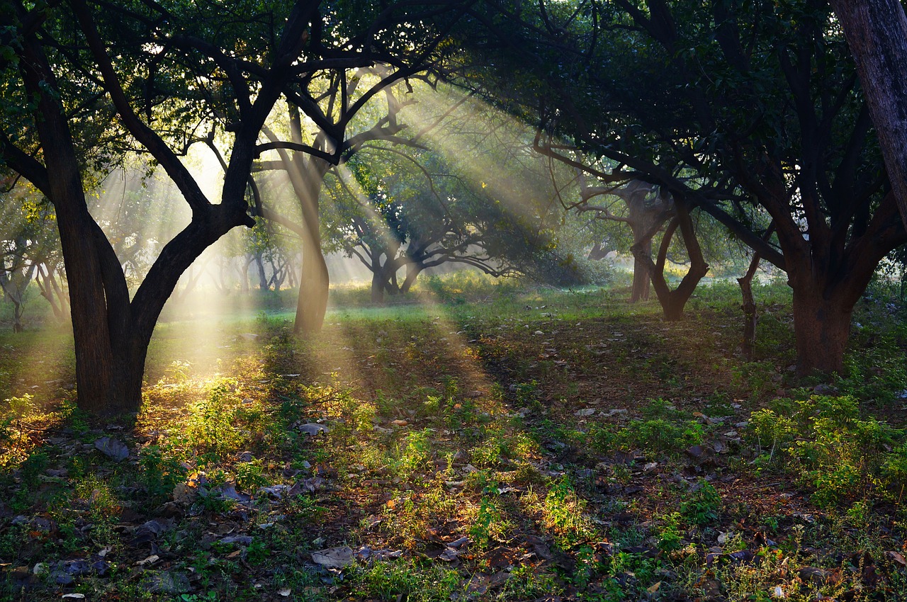 The sun shining in the masters ashram, early in the morning. The sun shining in the masters ashram, early in the morning.