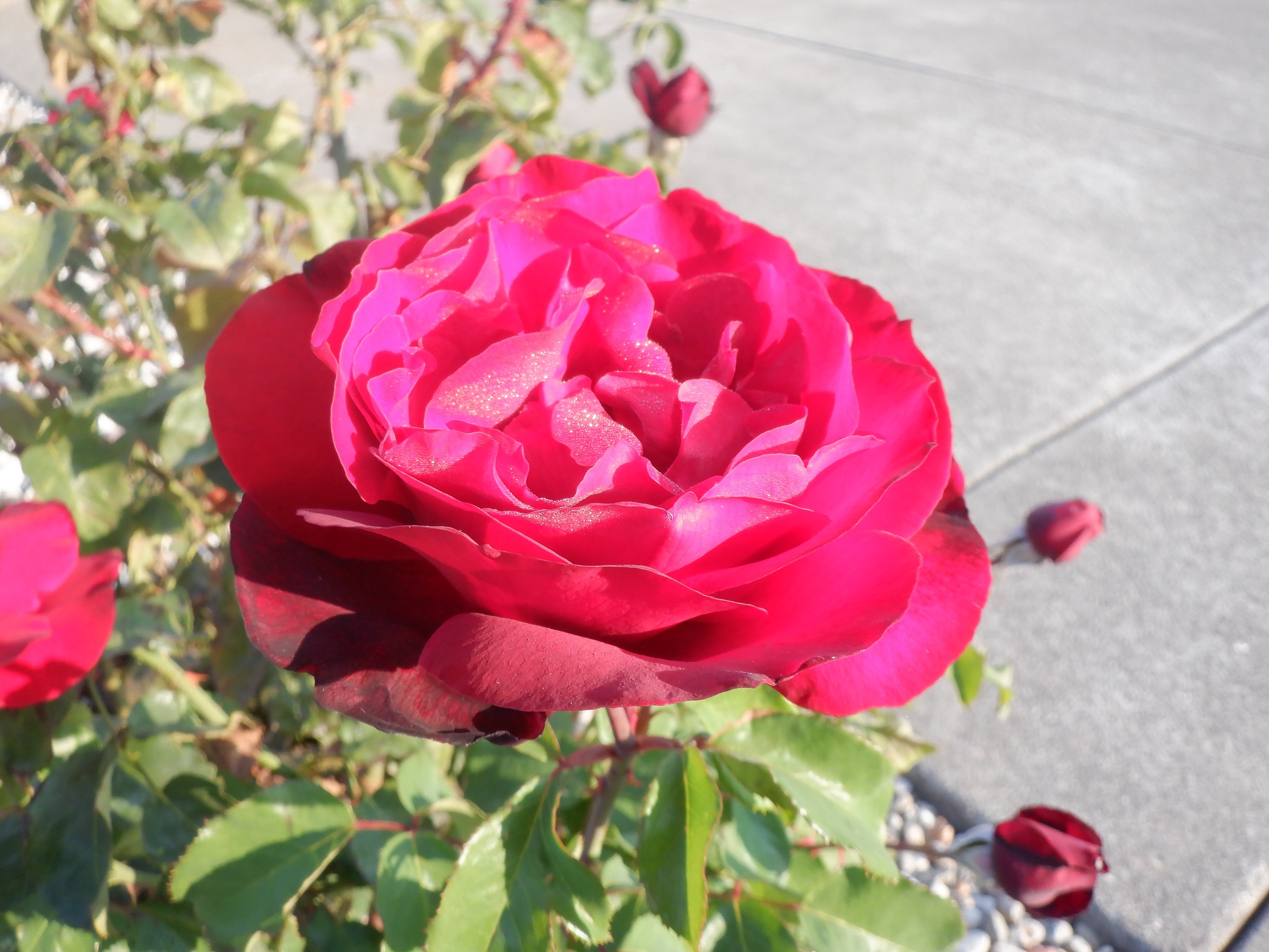 Photo taken by me on Morning walk 9-14-21 Photo taken by me on Morning walk 9-14-21