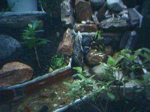 something that my friend do - its a kind of bonsai......  really cool!