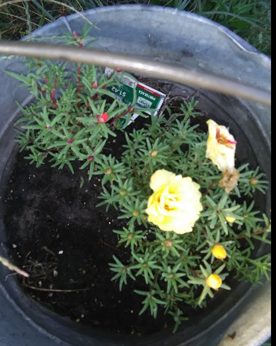 moss rose in a bucket moss rose in a bucket