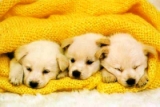 Puppies
