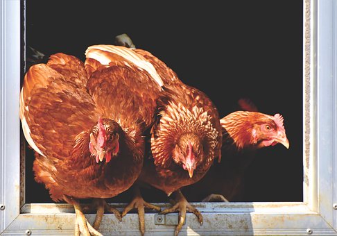 Chickens (hens)