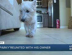 Sparky reunites with his owner after a 11 month separation in Florida Sparky reunites with his owner after a 11 month separation in Florida