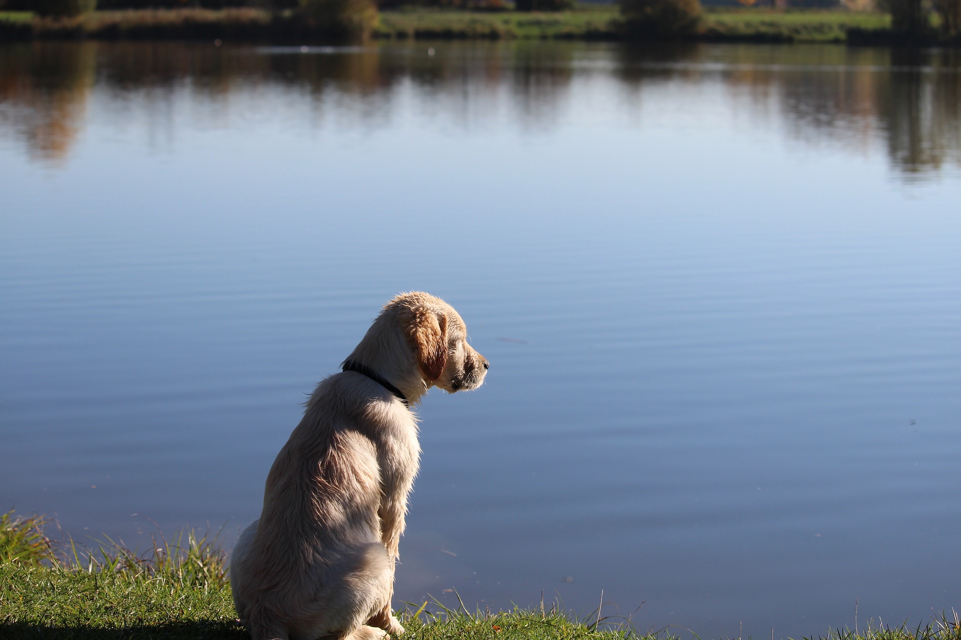 The Zen masters Zen dog meditates daily at the sea to see more than the see The Zen masters Zen dog meditates daily at the sea to see more than the see