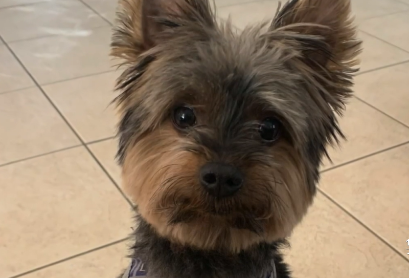 Image of the male dog Milo in Lake Worth Beach Florida Image of the male dog Milo in Lake Worth Beach Florida