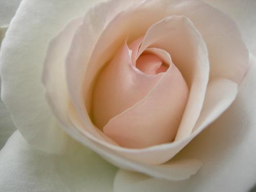 Macro of a rose at the cemetry. - Our local cemetry is one of the most beautiful placesfor flowers. I had bought a new camera and tried the macro function for the first time