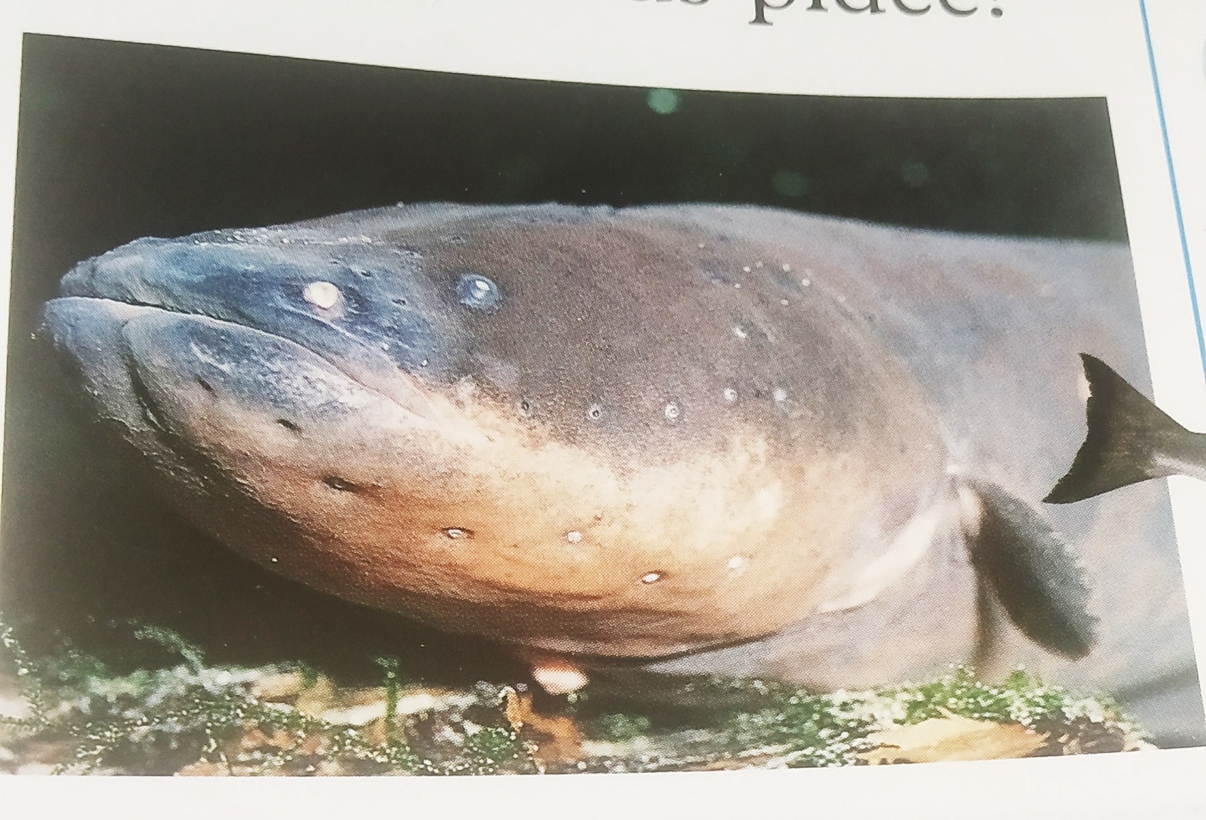 Electric Eel Electric Eel