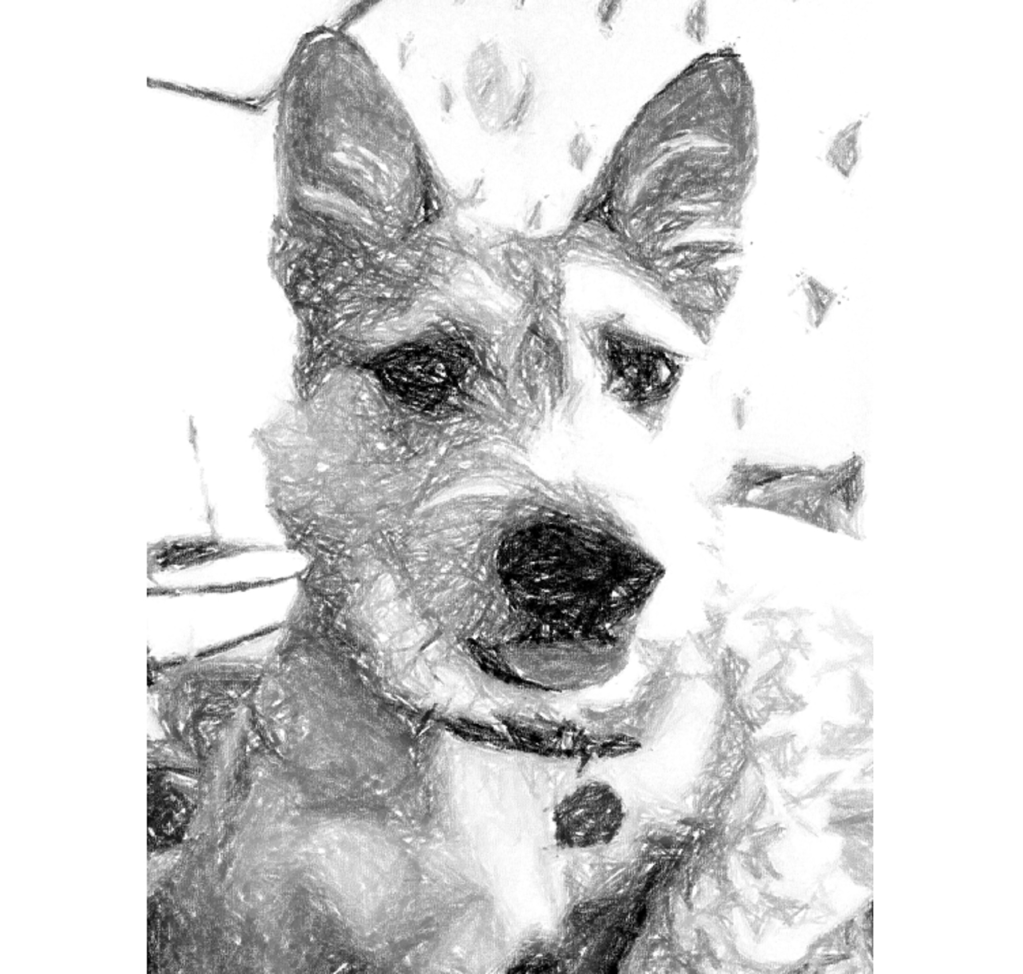 I took the picture of Roscoe and created a pencil rendition.