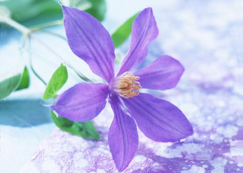 flower - see the beuty of nature