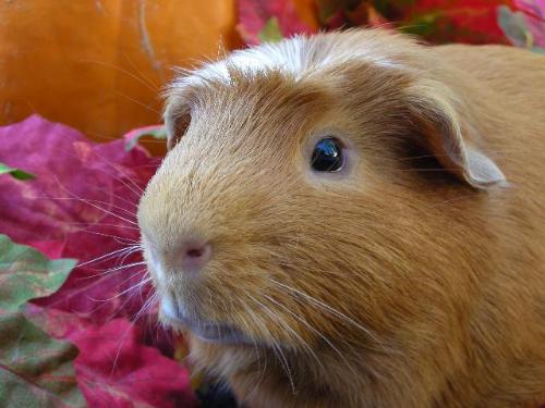 Thanksgiving Guinea Pig - Cute photo of one of my foster piggies.  This cutie is looking to be adopted into a home with another male friend.