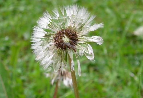 Dandelion after the rain - It had just been raining when I took this picture. I have it set as the wallpaper on my computer - I like the way the rain hangs of the seeds.