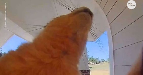 A squirrel ringing the doorbell of a resident in Oklahoma City Oklahoma A squirrel ringing the doorbell of a resident in Oklahoma City Oklahoma