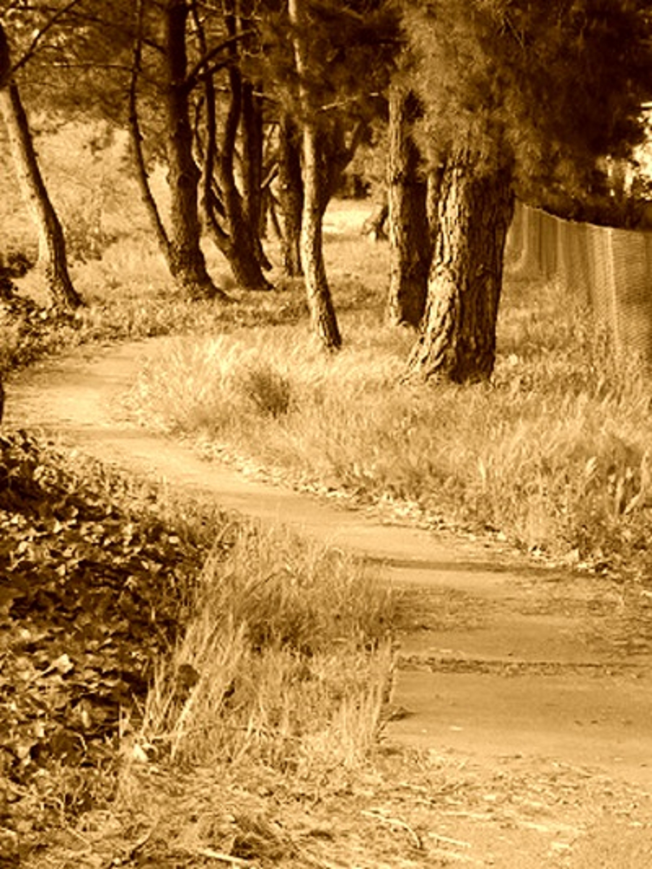 Photo taken by me with sepia effect on LunaPic.com