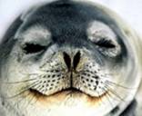 Seal