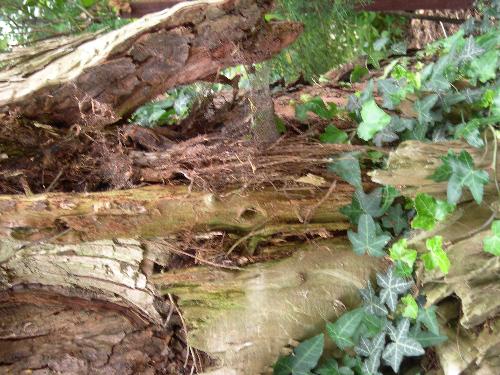 Ivy growing over wood - Ivy on a piece of wood. I loved the way the textures worked together but have probably not really been able to capture the depth of it. I love pictures of wood and stones