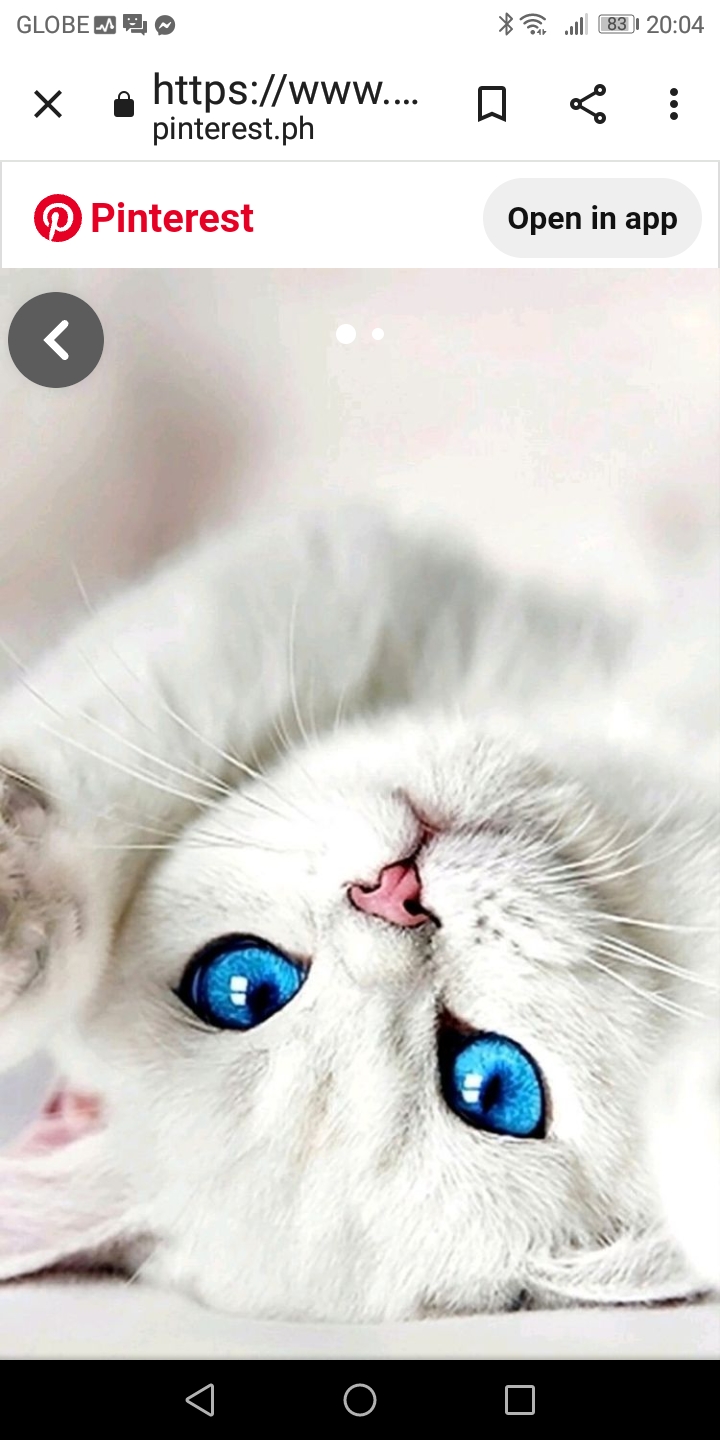 Blue eyes cat