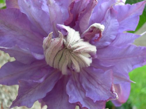 My first home-grown flower - This was the first flower I ever grew - never having been interested in the garden before. I was so pleased with it, I could not stop looking at it