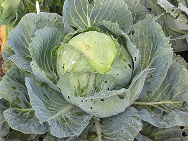 https://commons.wikimedia.org/wiki/Category:Cabbage https://commons.wikimedia.org/wiki/Category:Cabbage