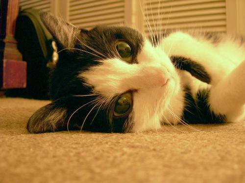 My little Jess - This little cat has given me so much pleasure and to think that she was nearly put down!!