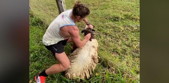 Former rugby star Nick "Honey Badger" Cummins rescues a sheep in New Zealand Former rugby star Nick "Honey Badger" Cummins rescues a sheep in New Zealand