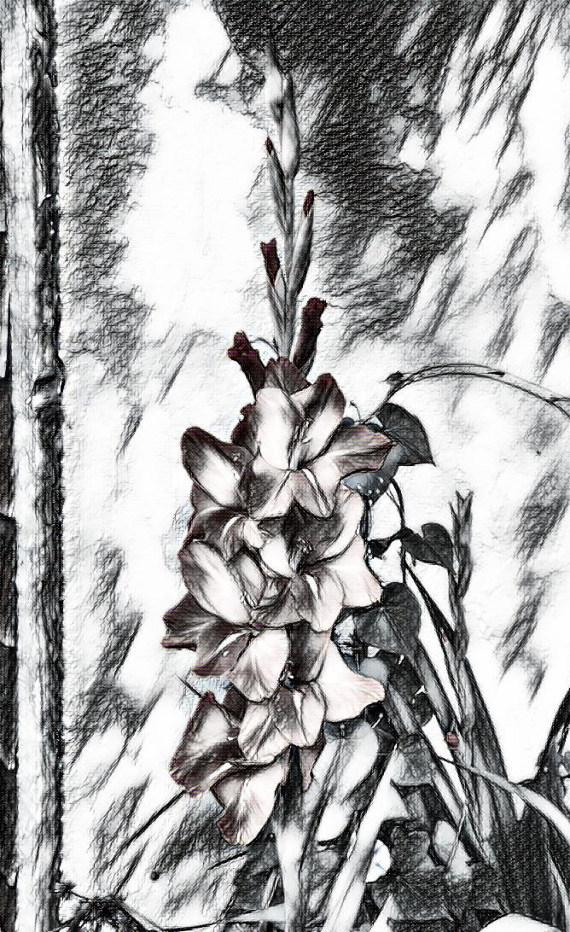 Gladiolus with Sketch 2 effect 6-2-14 