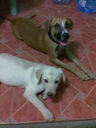 my lab and pit  - the white lab is jojo and the brown pit is governnor