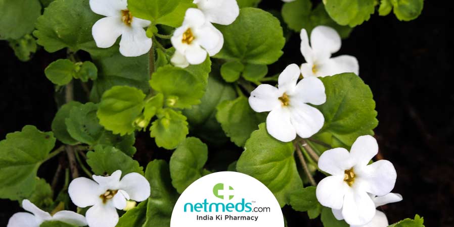 https://www.netmeds.com/health-library/post/believe-in-brahmi-for-amazing-health-benefits https://www.netmeds.com/health-library/post/believe-in-brahmi-for-amazing-health-benefits